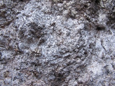 [Lecanographa dialeuca]